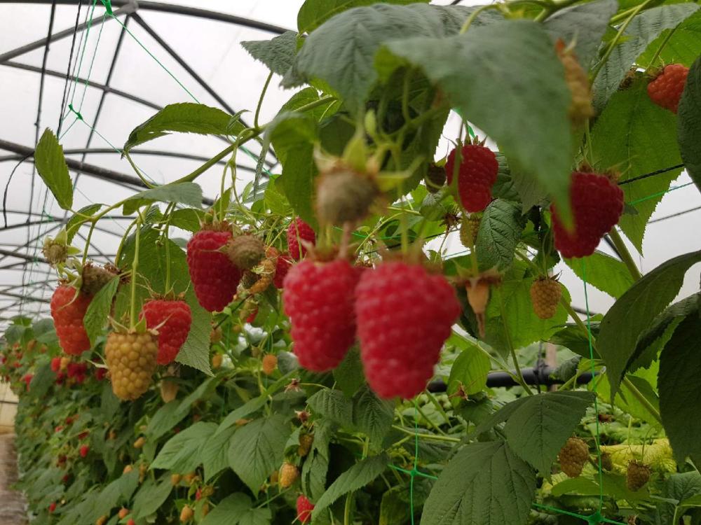 Les Gourmandines framboises