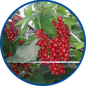 Les Gourmandines groseilles