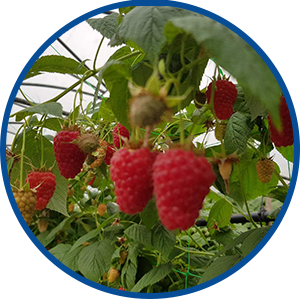 Les Gourmandines framboises