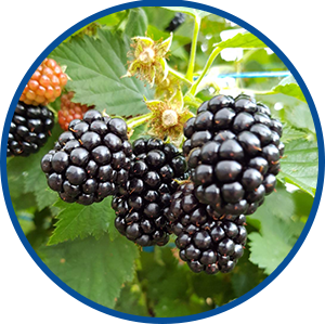 Les Gourmandines