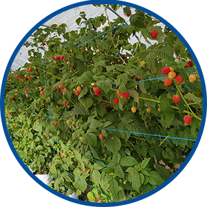 Les Gourmandines framboises
